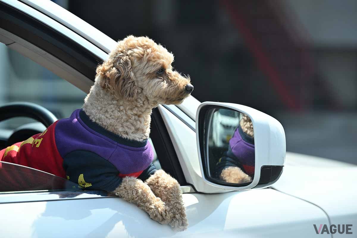 この秋の行楽シーズン、ペットと一緒にオトクなドライブもアリではないだろうか
