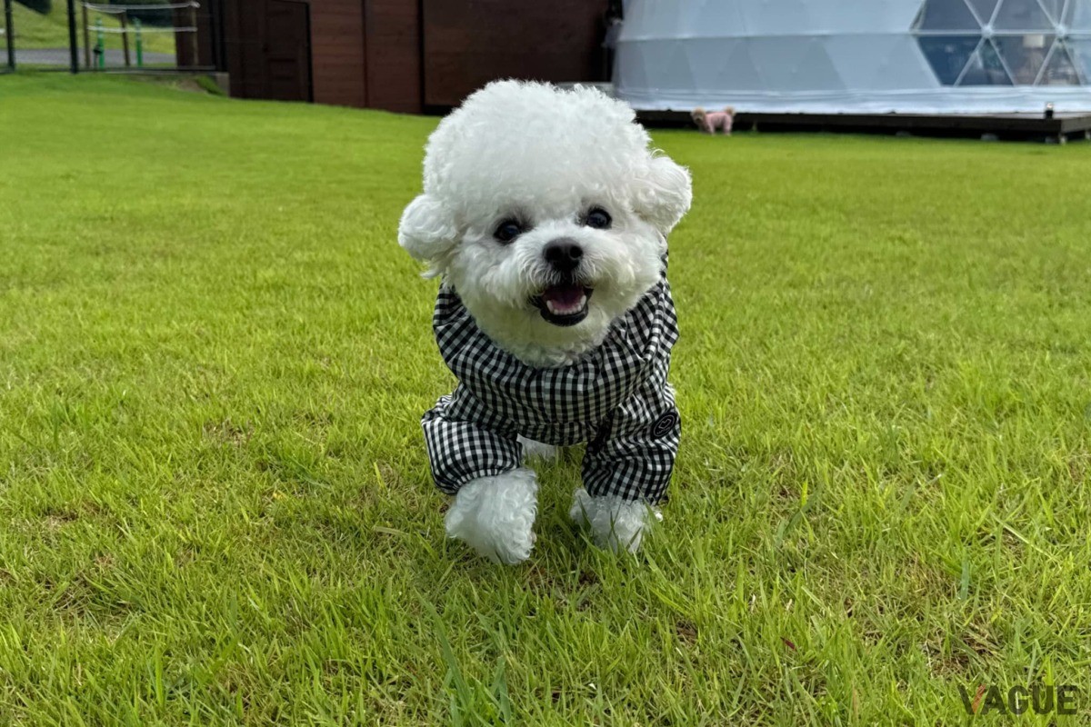 愛犬と一緒に宿泊できる絶景グランピング施設