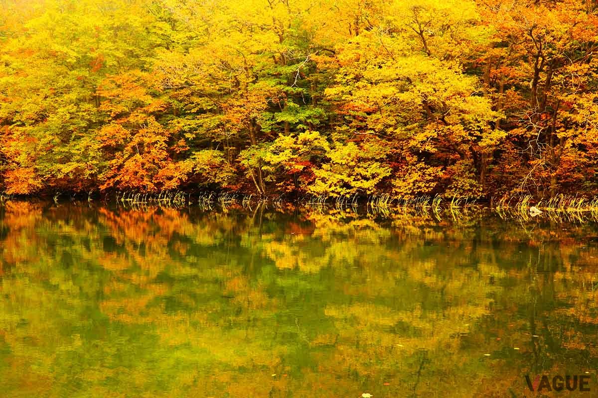 青森・奥入瀬渓流の紅葉。例年だと10月中旬から11月上旬が見頃