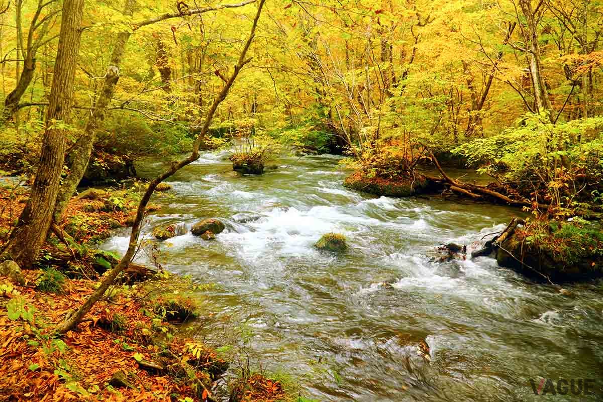 青森・奥入瀬渓流の紅葉。例年だと10月中旬から11月上旬が見頃