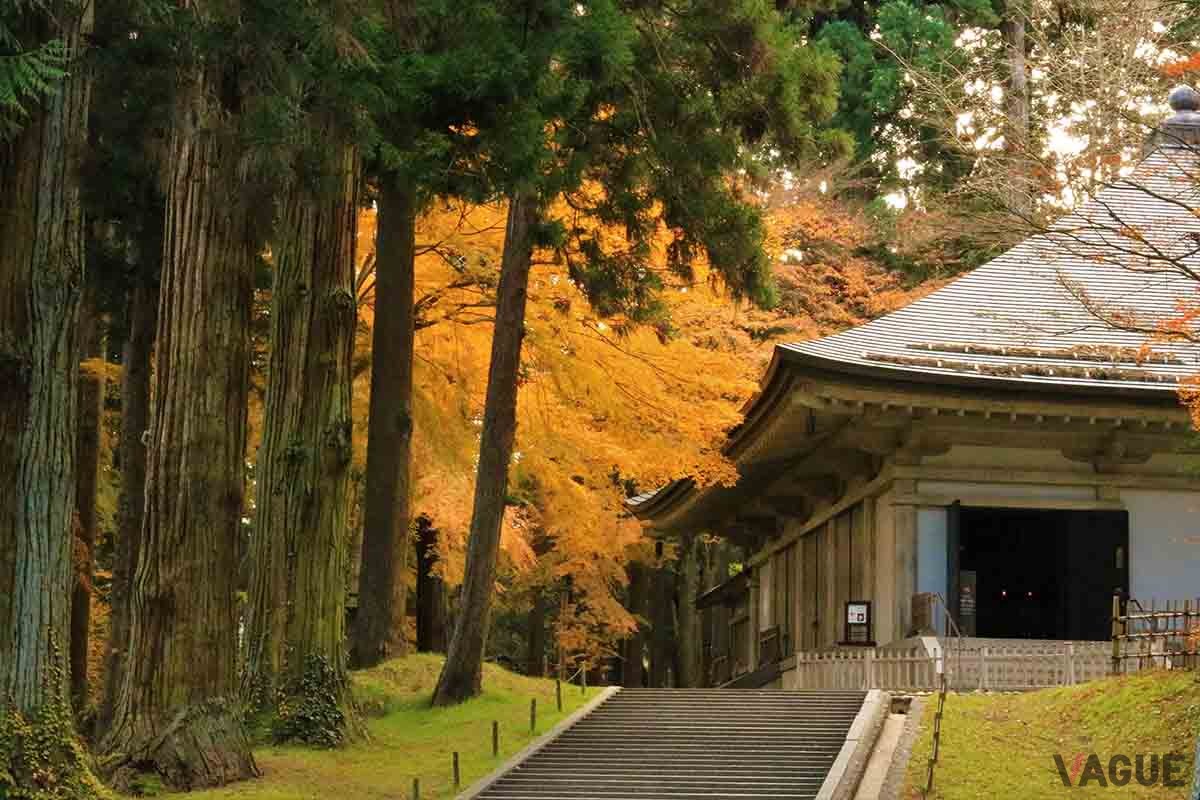 岩手・中尊寺の紅葉。例年10月下旬から11月中旬までが見頃だ