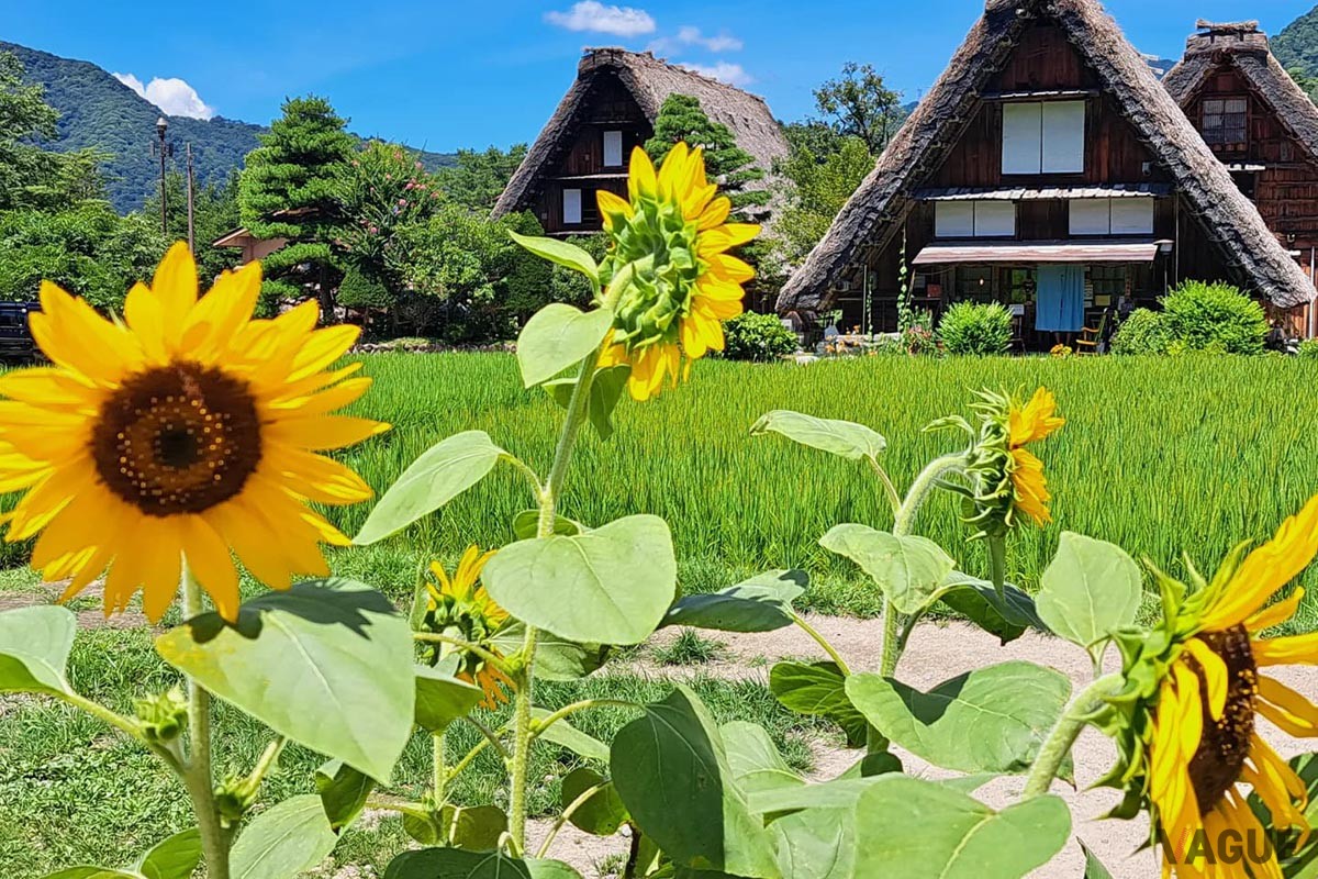 木の梁を山形に組み合わせる「合掌造り」が特徴的な白川郷