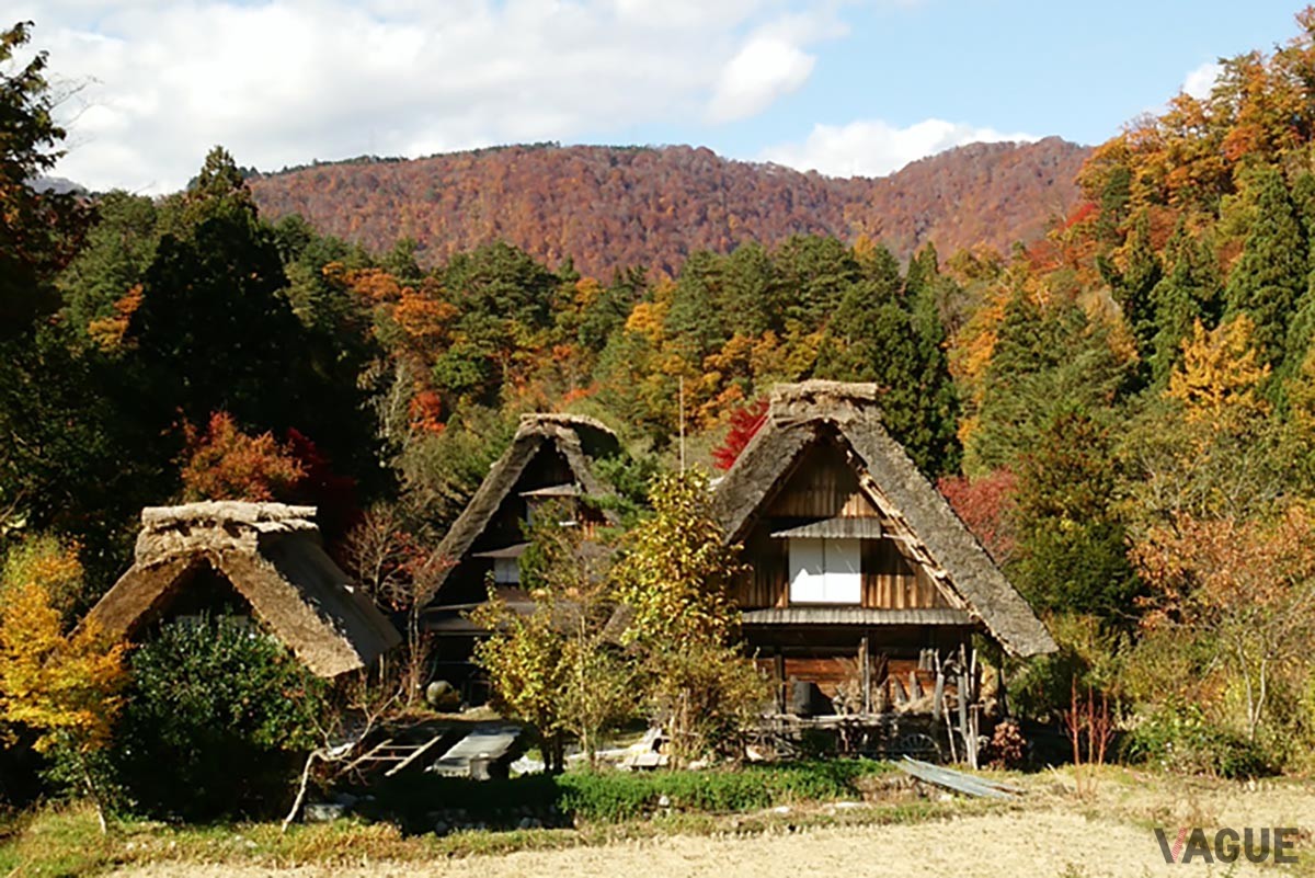 木の梁を山形に組み合わせる「合掌造り」が特徴的な白川郷