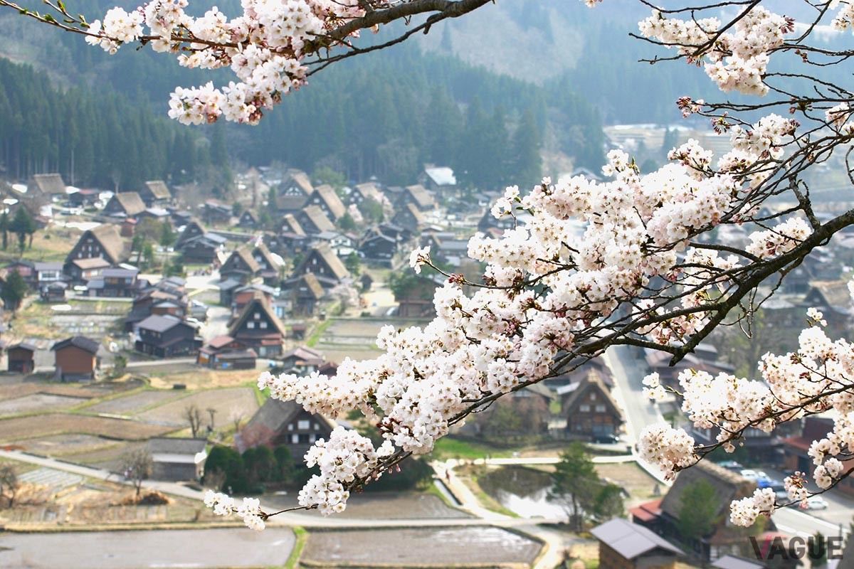 木の梁を山形に組み合わせる「合掌造り」が特徴的な白川郷