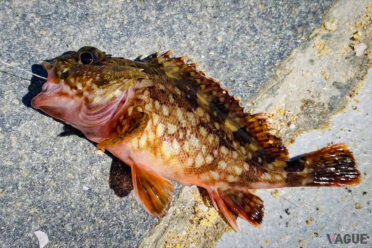 根魚は数が減りやすいので、小さいサイズはリリースするのがマナー