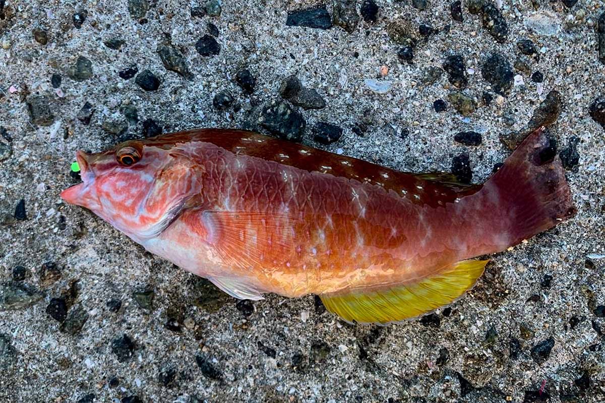 美しい模様が印象的なベラもブラクリの対象魚