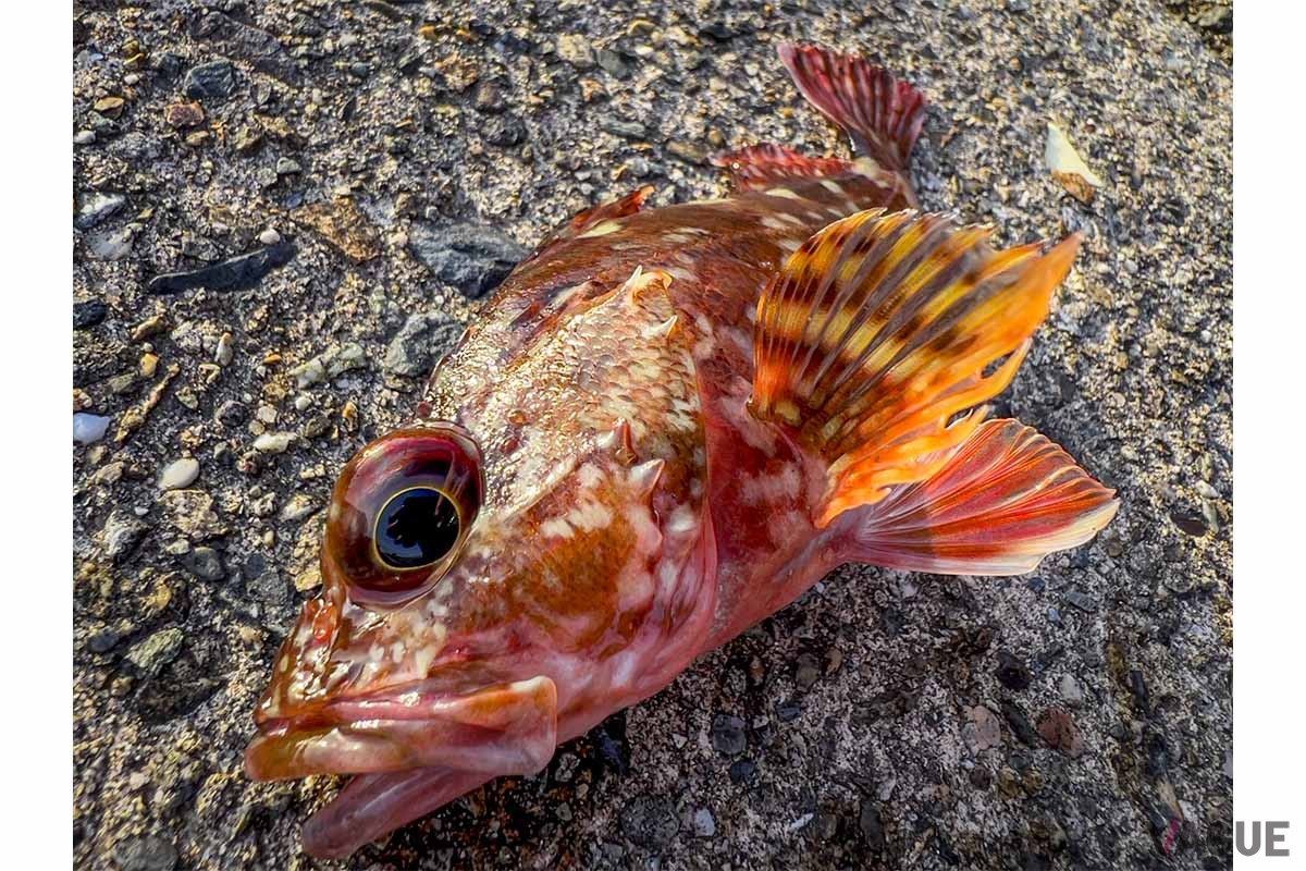 ブラクリで狙うのはカサゴなどの根魚が中心です