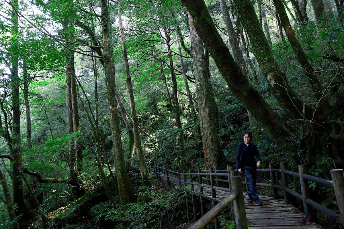 標高1000〜1300mの地帯にある自然休養林・ヤクスギランドでウォーキング