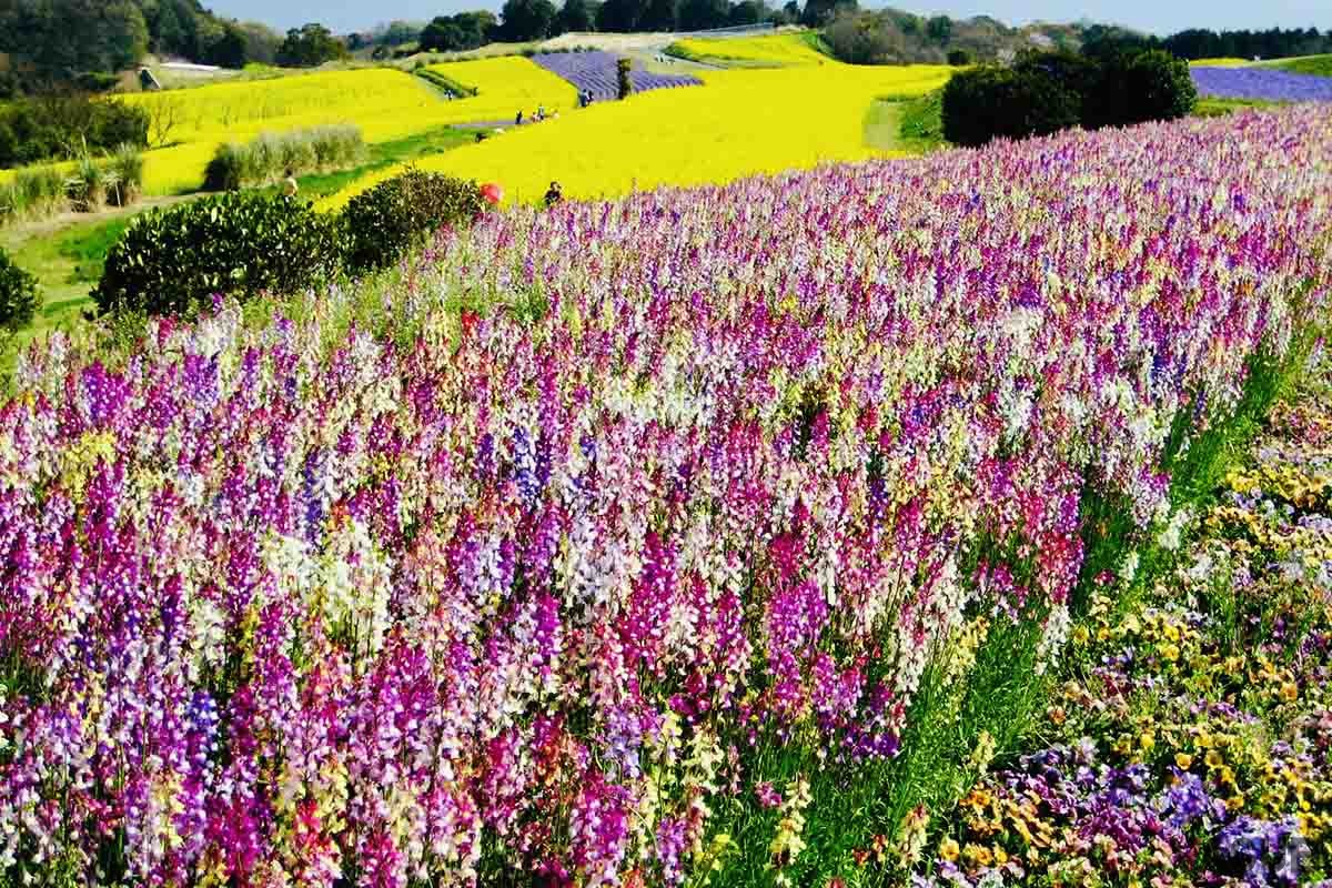いたるところが花で埋め尽くされる