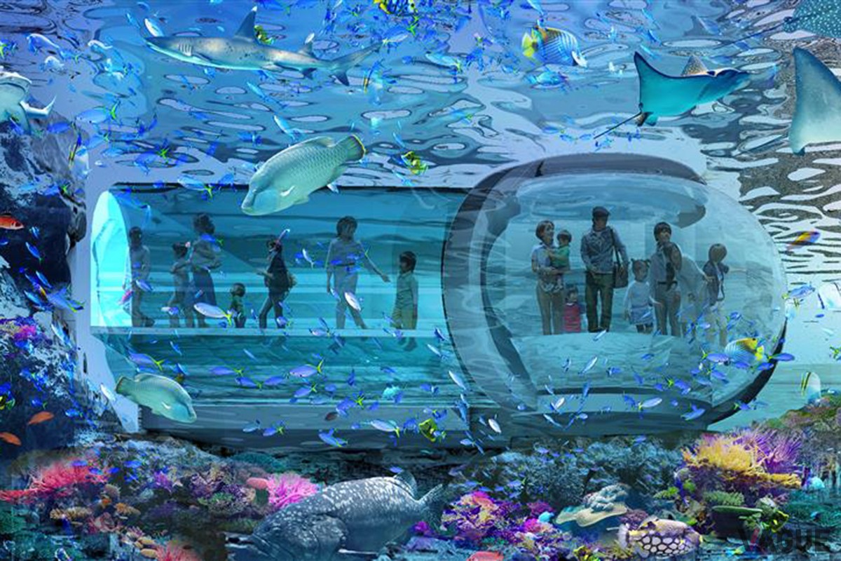 色彩豊かなサンゴ礁の海を水中散歩