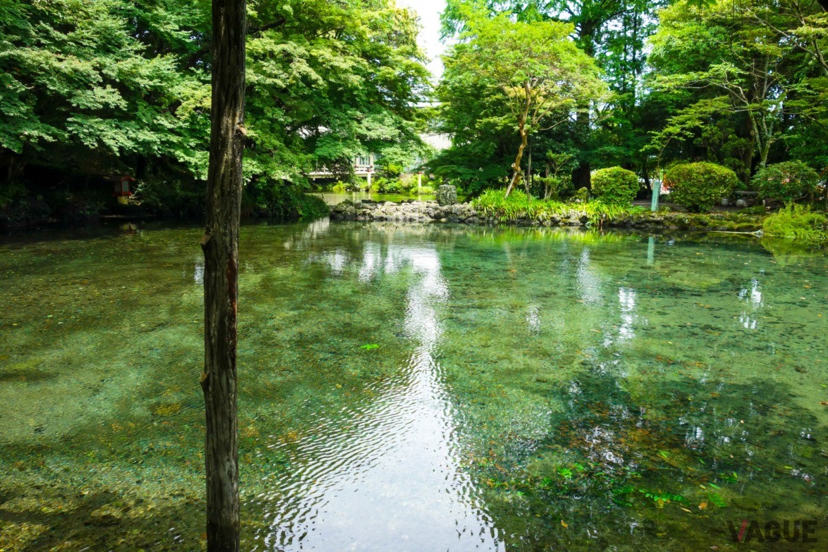 緑が広がる夏の湧玉池　
