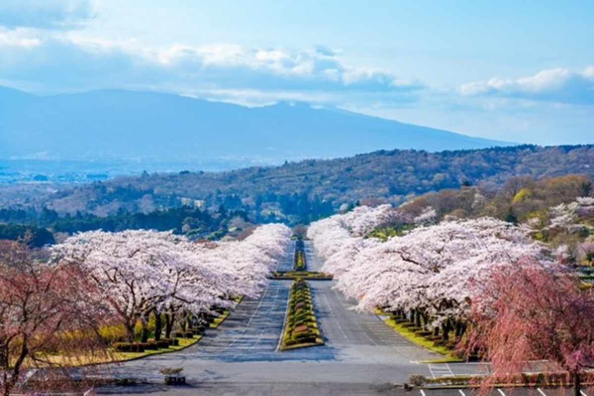 富士霊園の桜