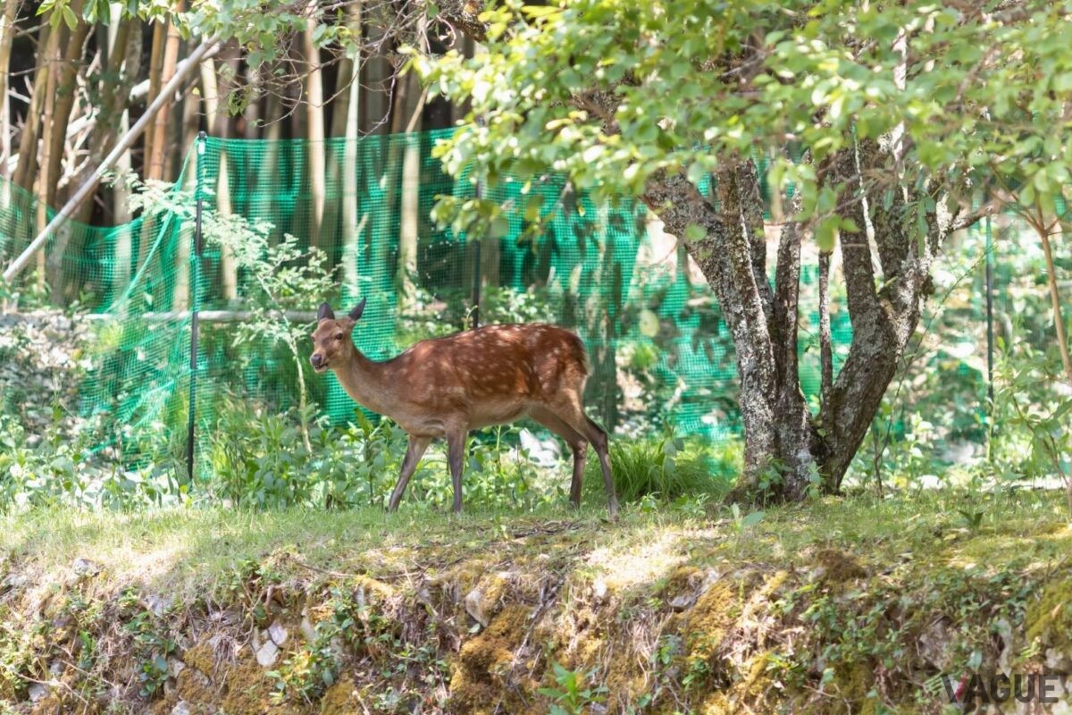 敷地に現れた野生の鹿