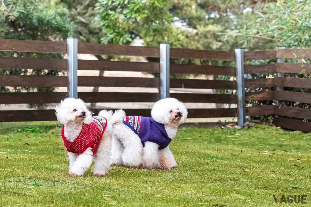 広々としたドッグラン