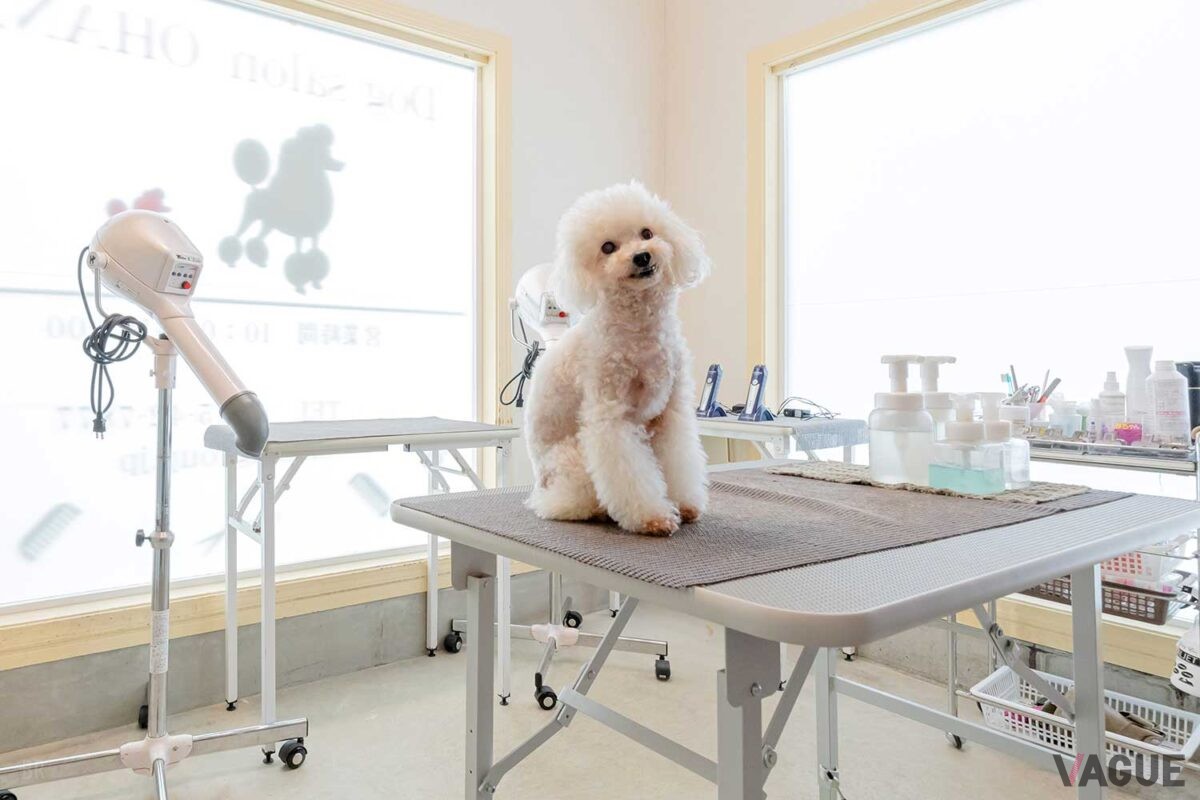 トリミングサロン「Dog salon ohana」