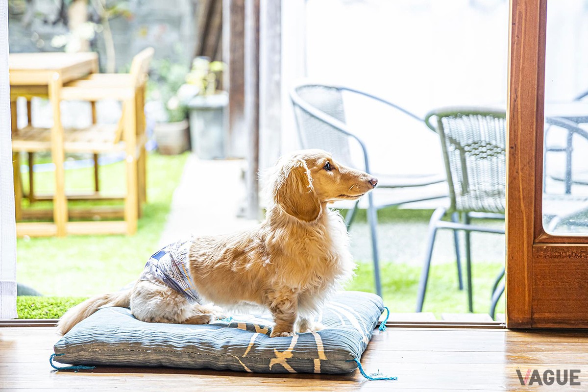 愛犬もリラックスできる温もり溢れる古民家
