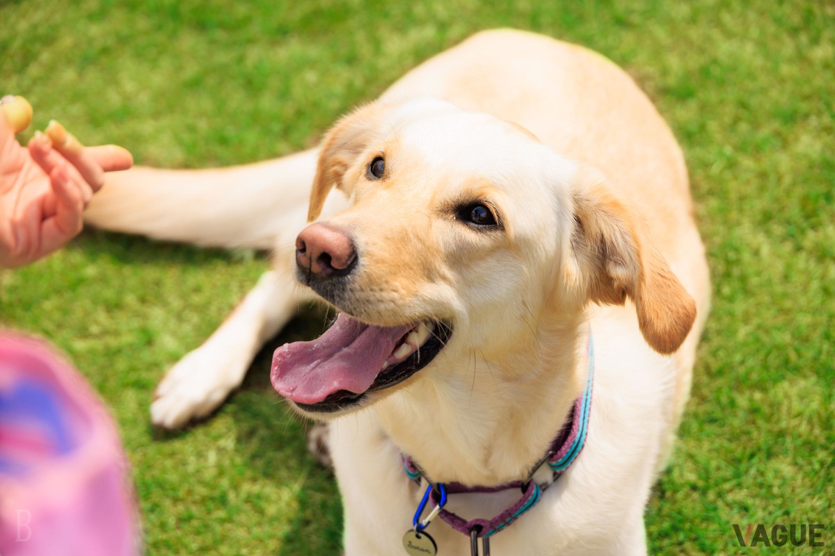 愛犬同伴可能