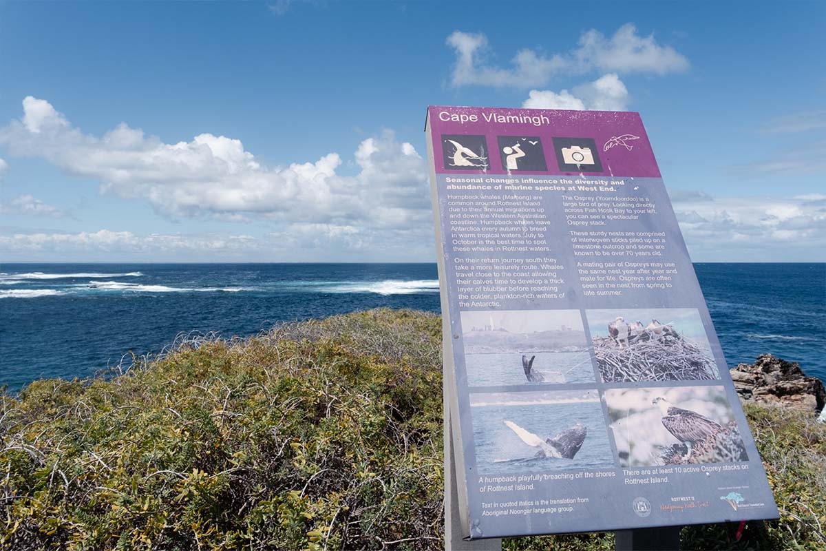 クジラの回遊や営巣するミサゴに出会えるチャンスも