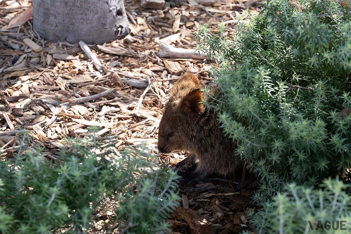 日差しの強い日中は木陰で休むクオッカ