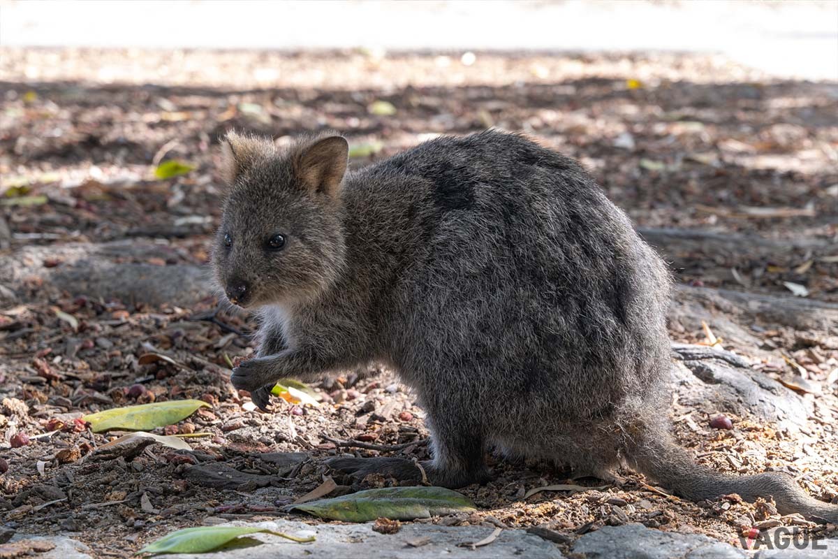 人間を見ても逃げるどころかジワジワ近づいてくるクオッカ