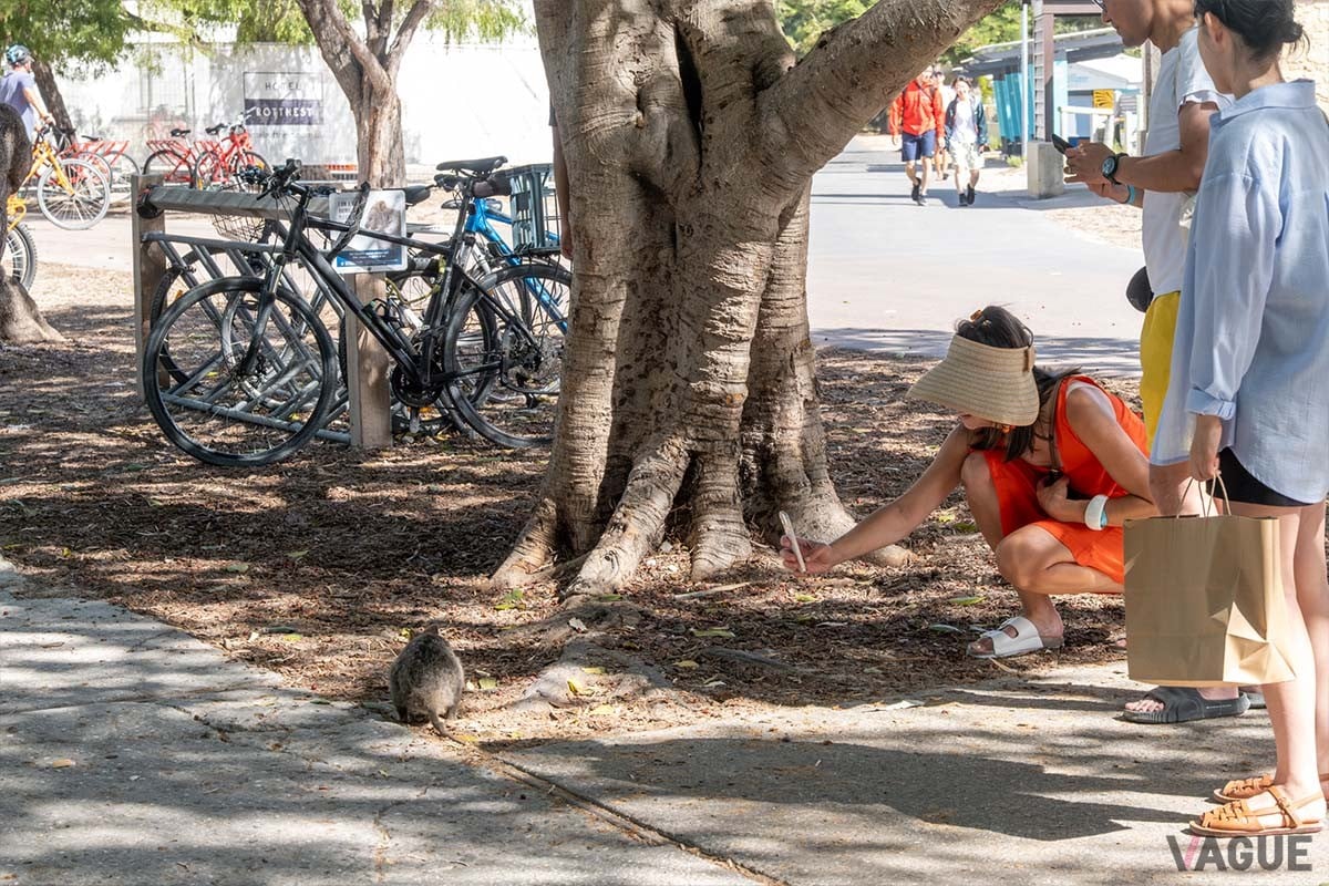島のそこかしこで繰り広げられるクオッカ撮影会