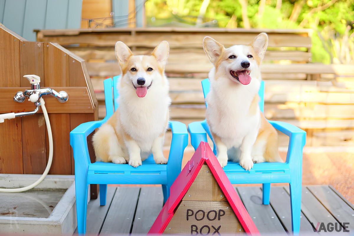 愛犬と飼い主のライフスタイルを豊かにする「DOG DEPT」