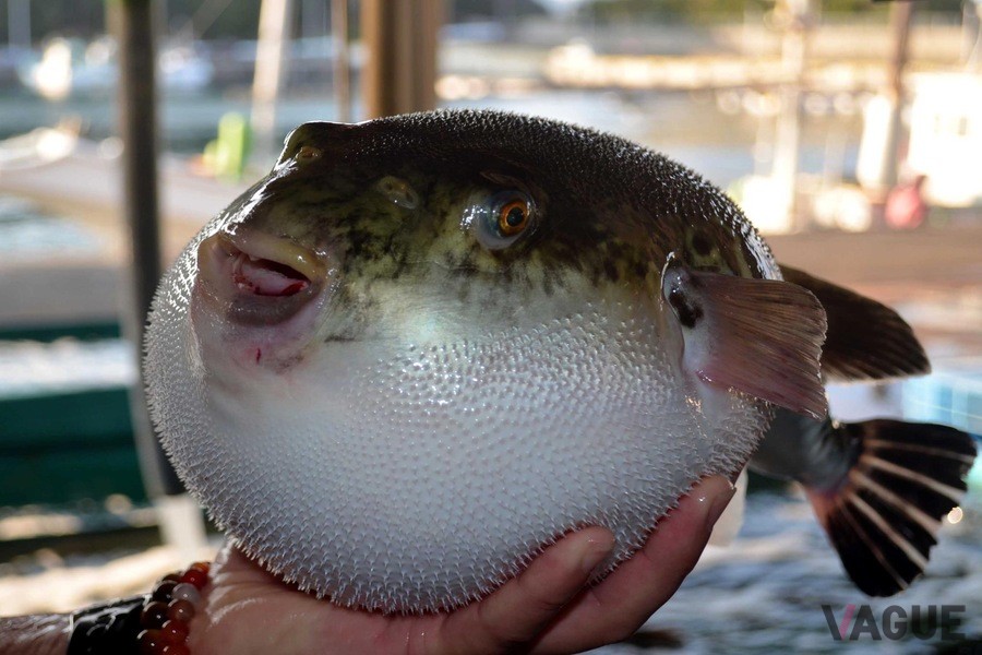 安乗のブランド食材・天然トラフグ「あのりふぐ」