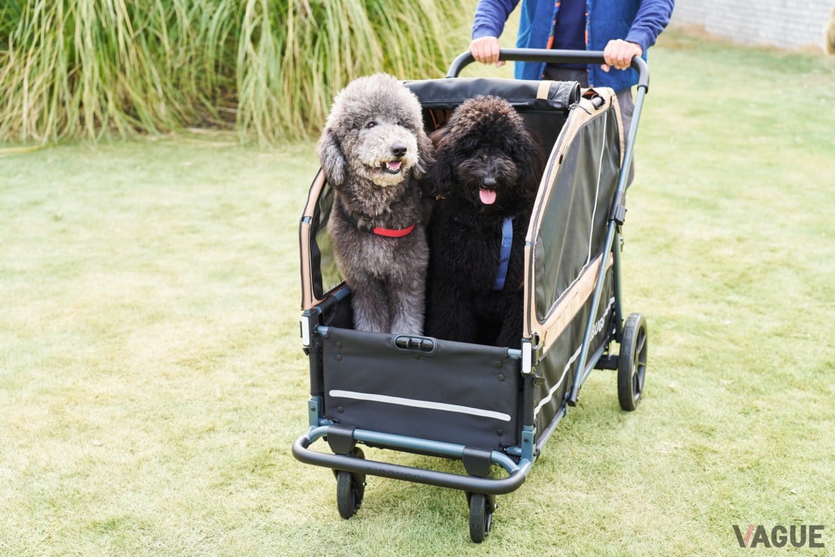 足腰の弱った“老犬”の頼みの相棒に!? 耐荷重80kgを誇る超大型犬＆多頭