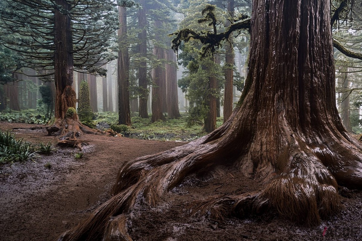 雨で潤った森の大地や木々をイメージしたナチュラルなアースカラー