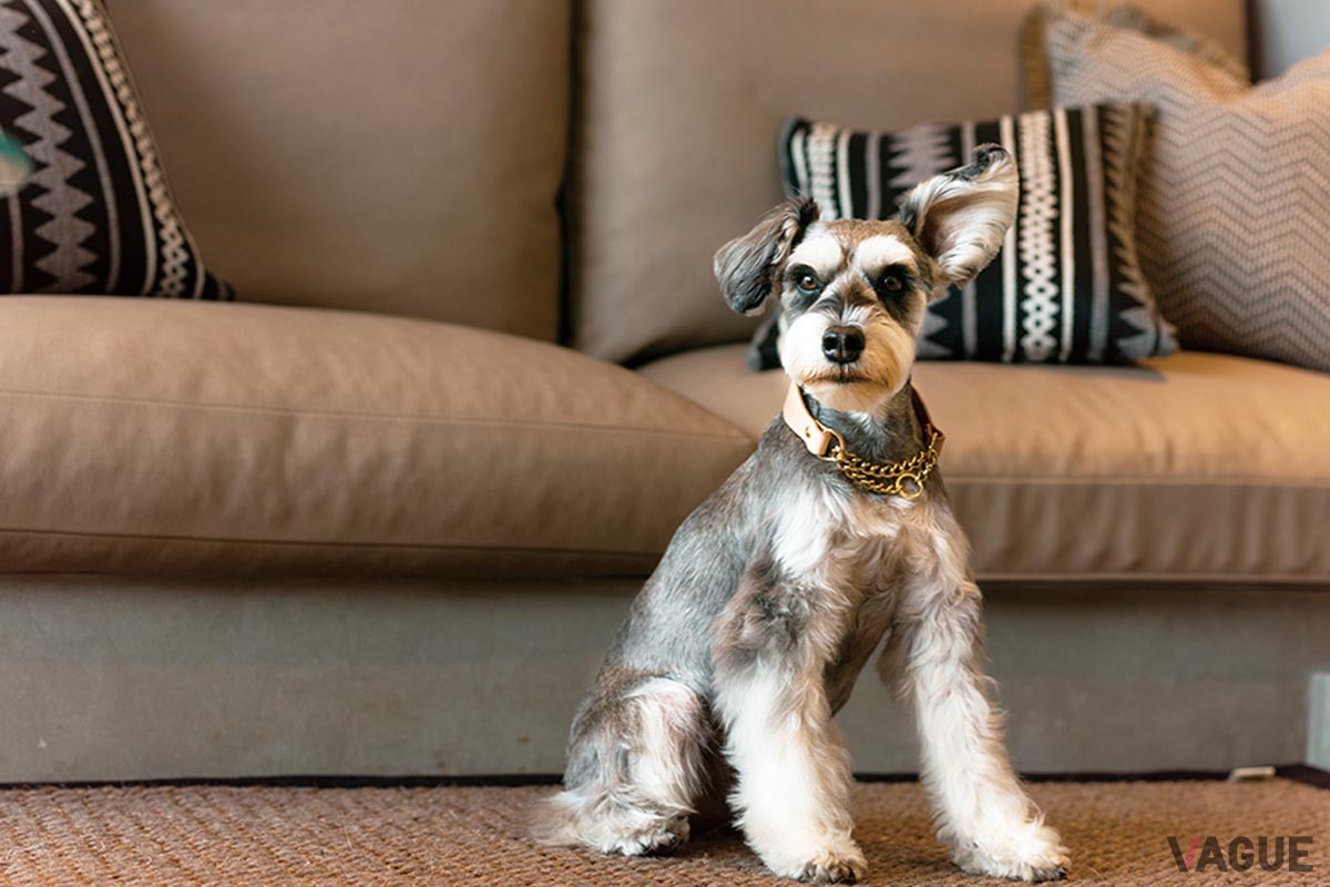 愛犬がリードなしでも安心して過ごせる設計