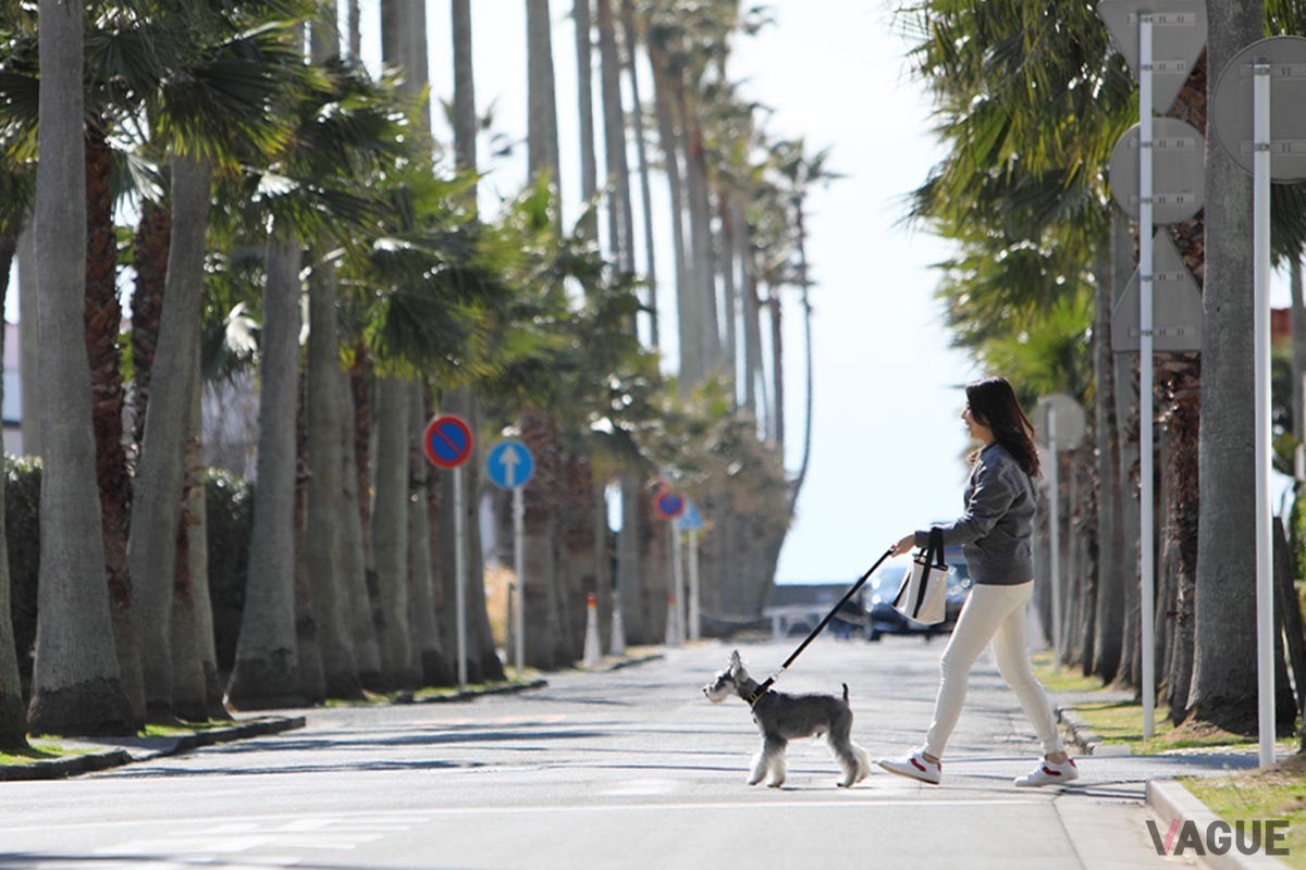 ホテル周辺の散歩