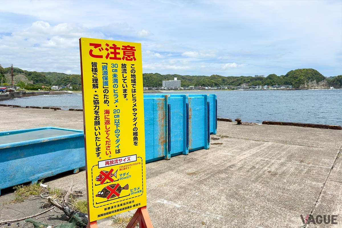 西欧では当たり前の漁獲制限の「バグリミット」が日本でも少しずつ広がっています。小さな魚や食べきれない魚を逃がすことで魚影の濃さが維持されるので、結果的に楽しい釣りができる循環が生まれます