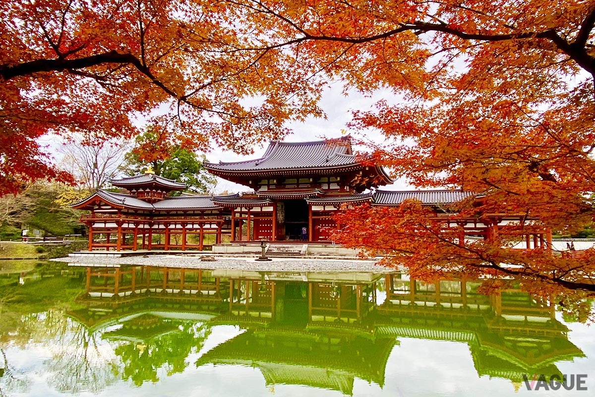 宇治・平等院鳳凰堂の紅葉