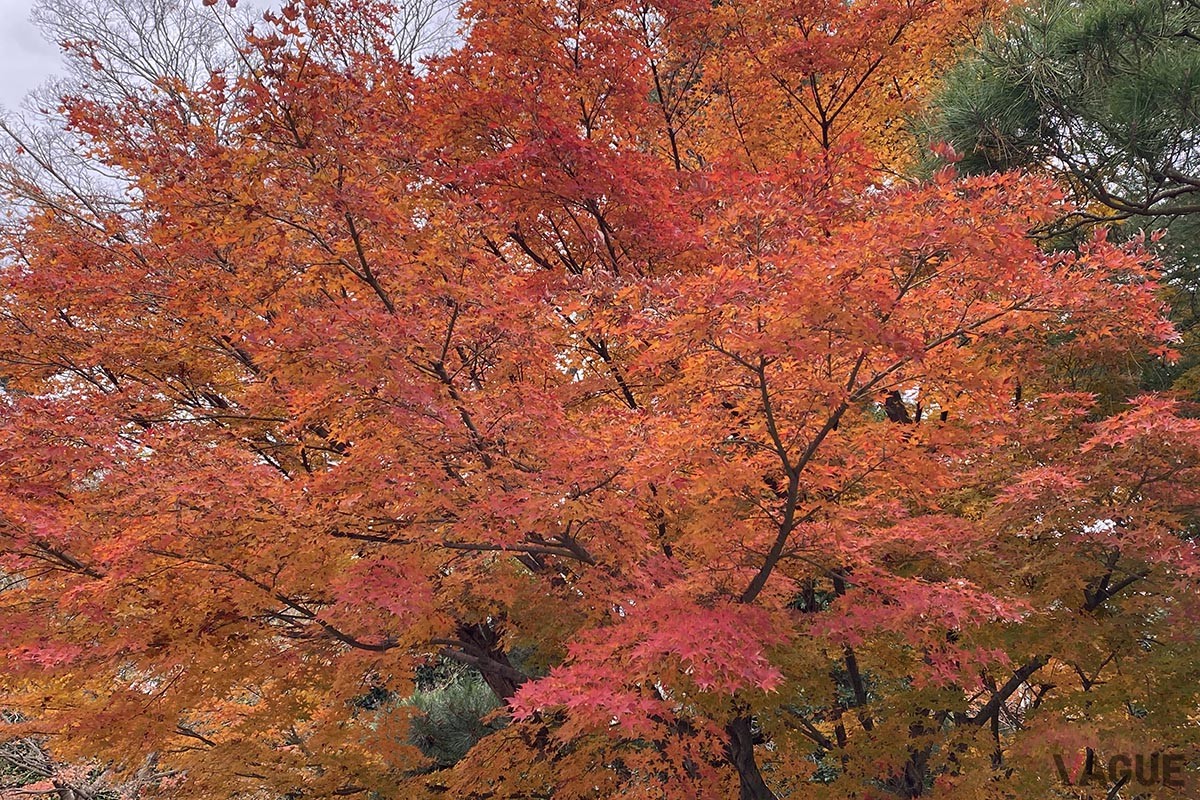 宇治・平等院鳳凰堂の紅葉