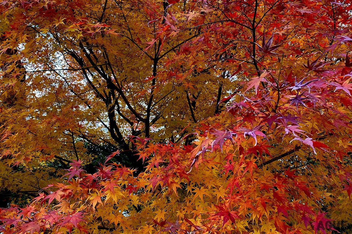 宇治・平等院鳳凰堂の紅葉