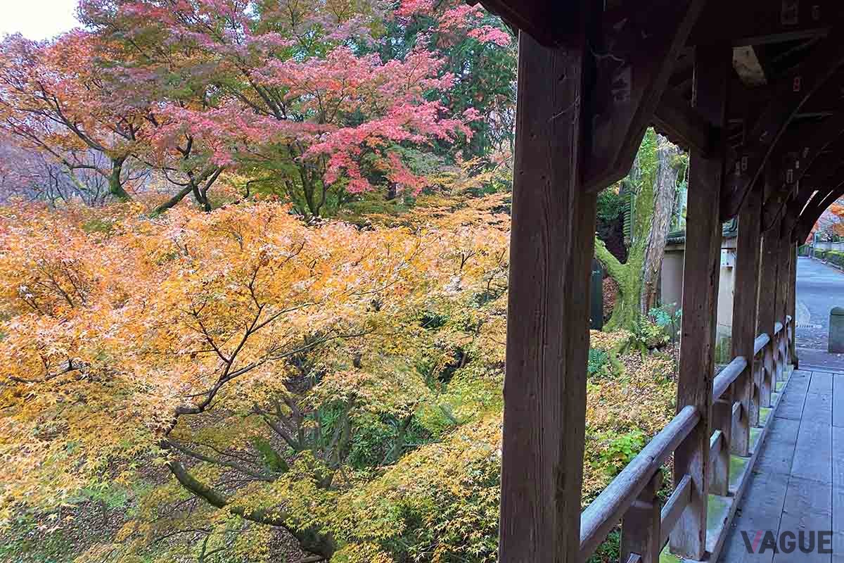 京都・東福寺の紅葉