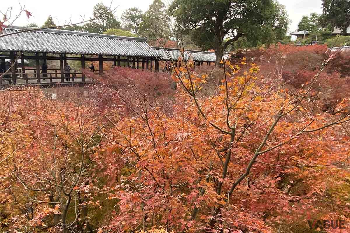 京都・東福寺の紅葉