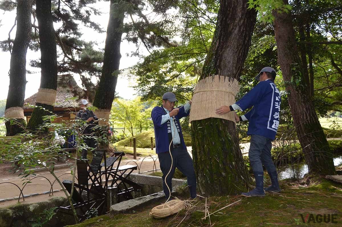 稲藁で織った菰（こも）を松の幹に巻き付ける「菰巻き（こもまき）」