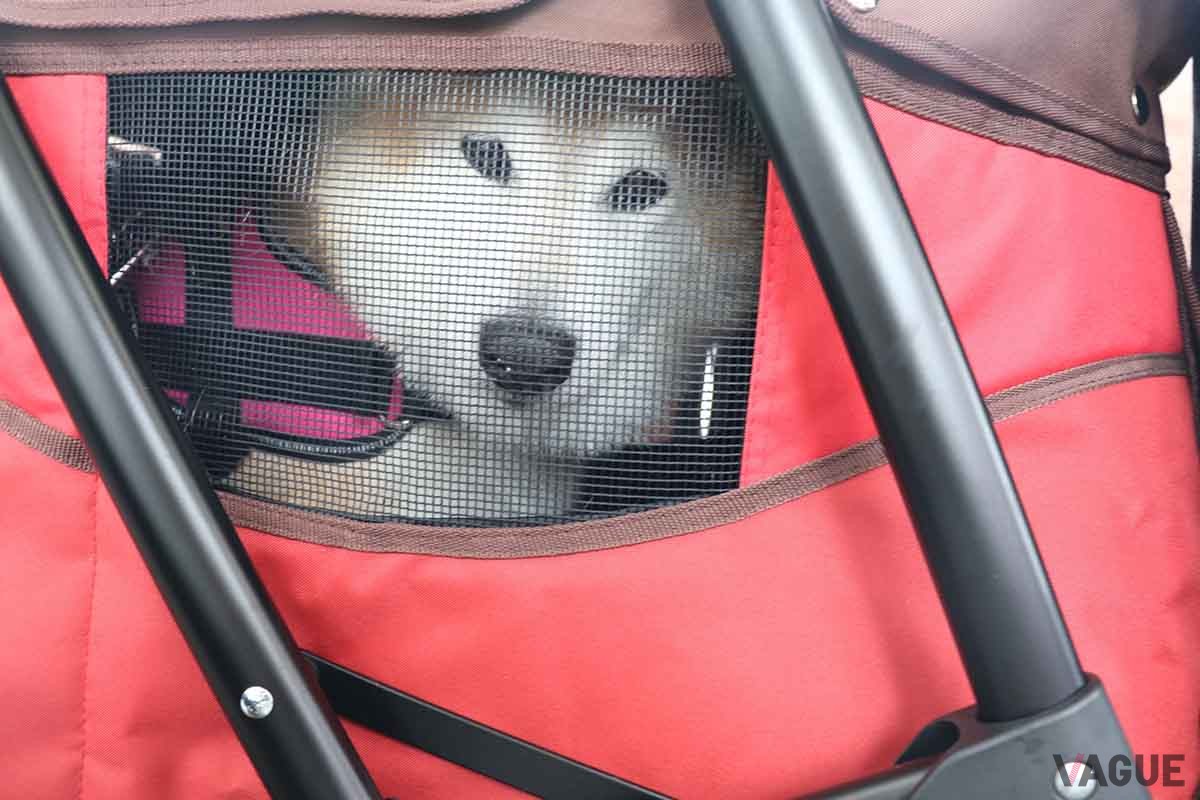 愛犬と新幹線に乗るには、動物専用のケースに収納したうえ有人改札にて係員の確認を受け、「手回り品切符」を購入する