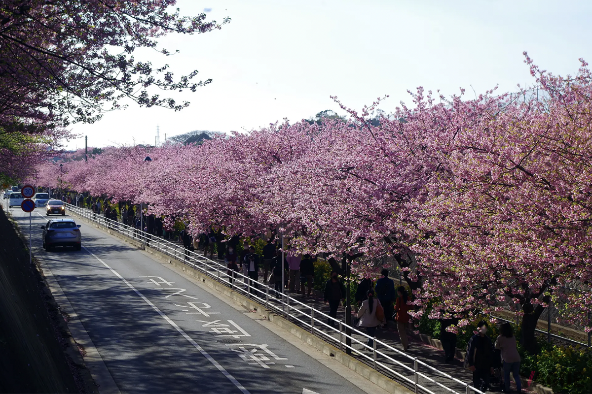 見頃を迎えた河津桜