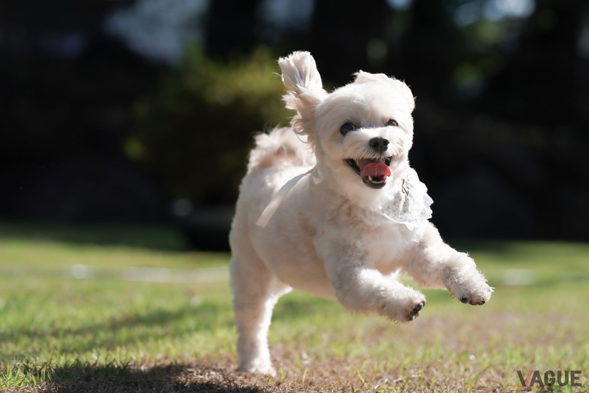 愛犬に嬉しい芝ドッグラン付き