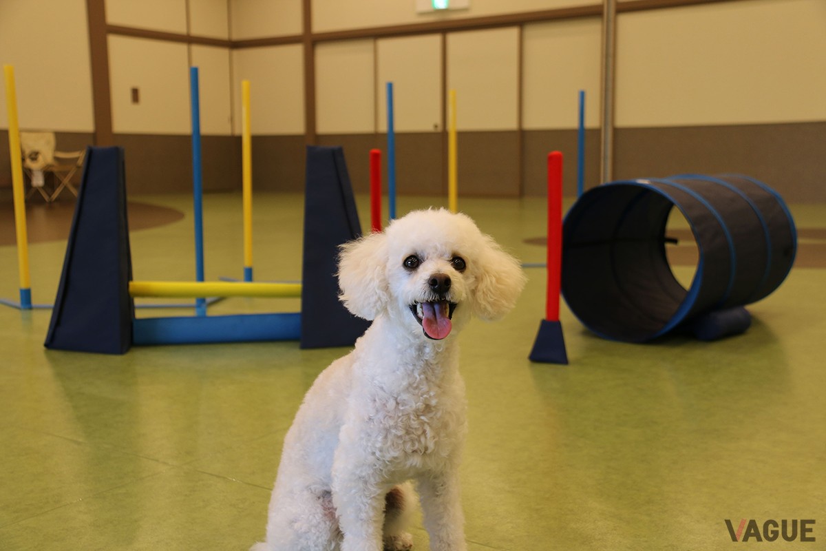 愛犬の運動欲求を満たすアスレチックタイプの遊具