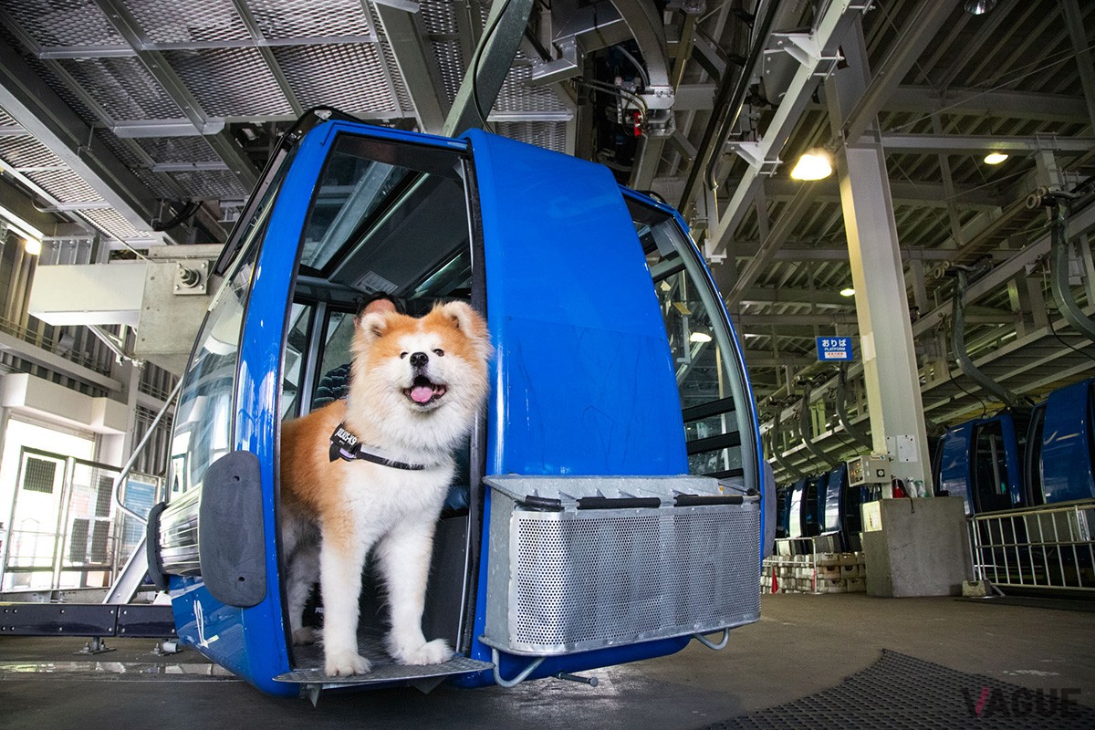 ペット乗車イメージ（大型犬）
