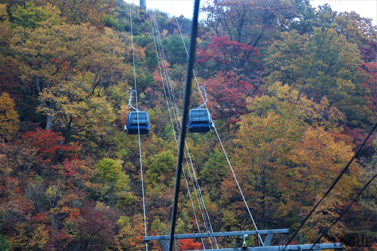 ゴンドラから眺める錦秋の紅葉