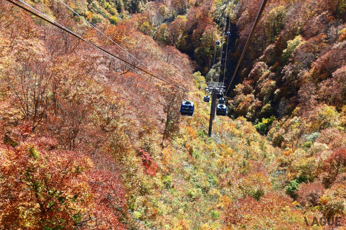 ゴンドラから眺める錦秋の紅葉