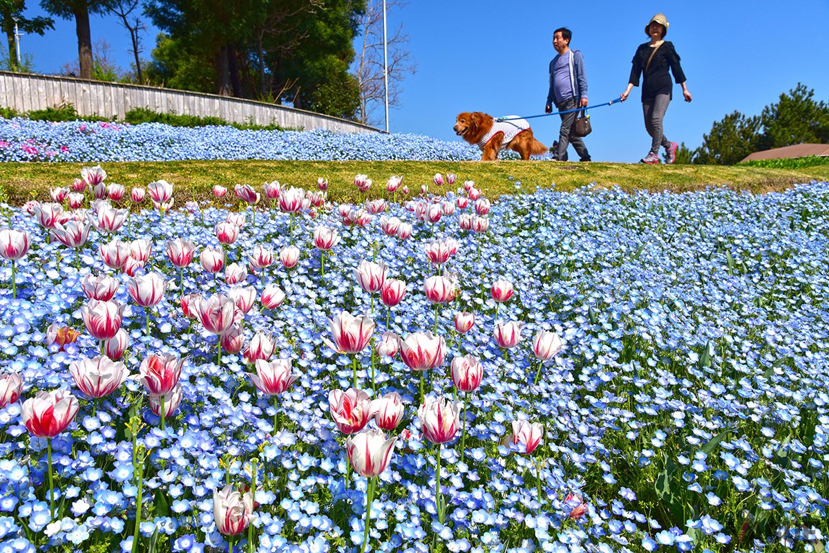 淡路島国営明石海峡公園