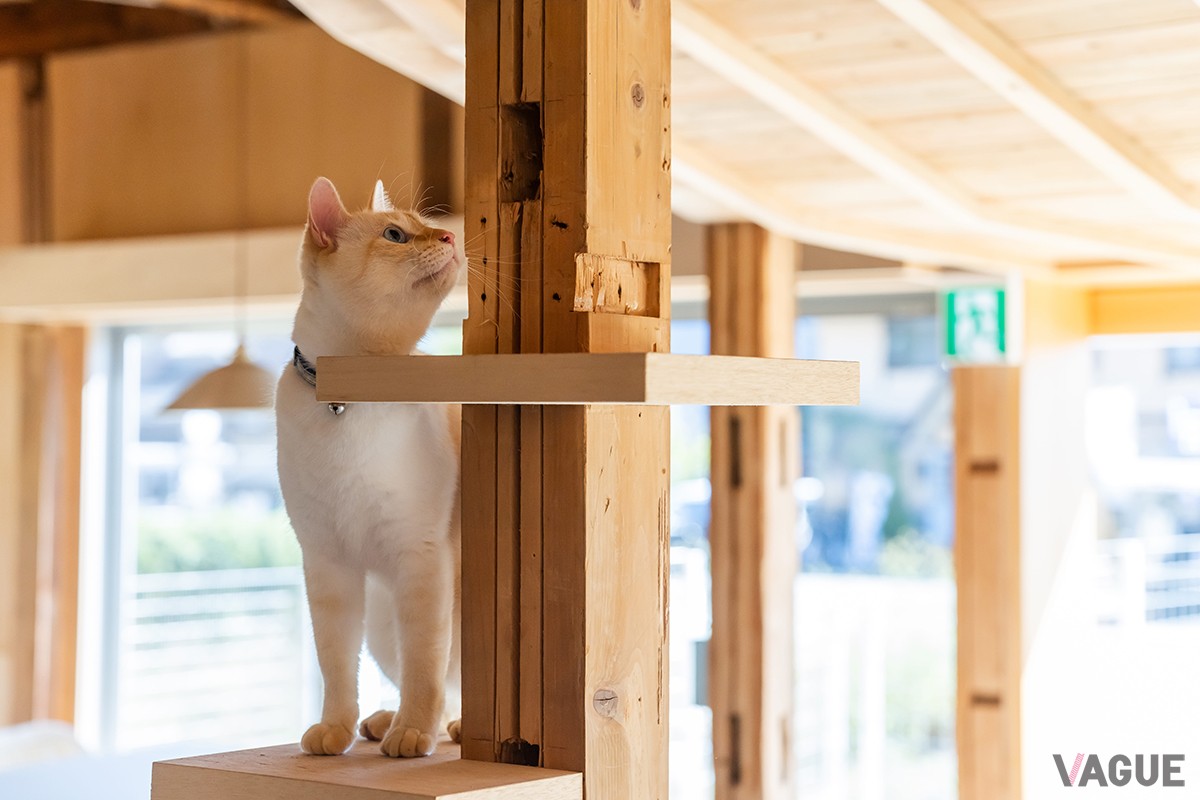 1階：キャットウォーク