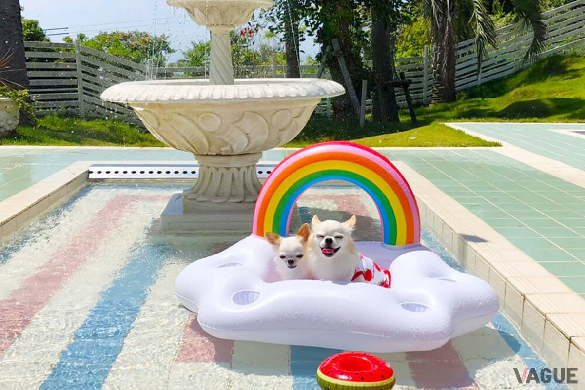 ドッグプール※夏季限定