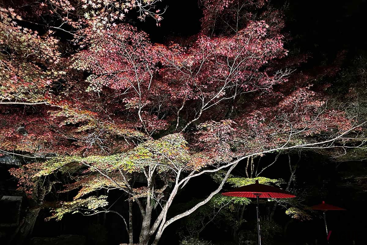 石山寺（滋賀県大津市）の「あたら夜もみじ 〜あたら夜 宵むすび〜」