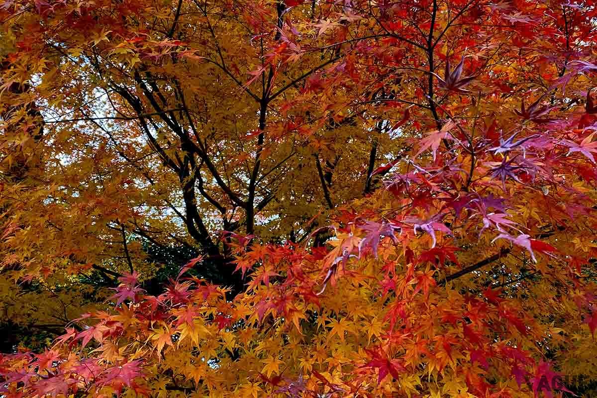 平等院（京都府宇治市）の紅葉